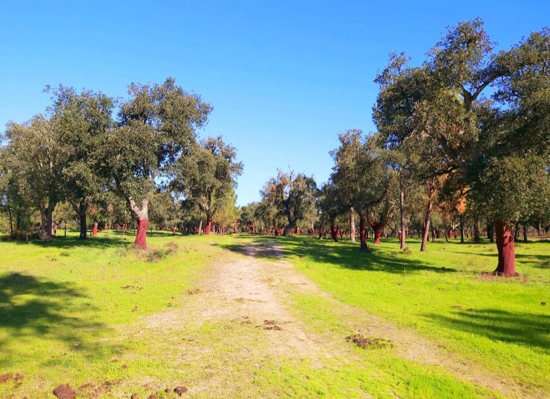 Casas Herdade Do Convento Da Serra Almeirim Ngoại thất bức ảnh